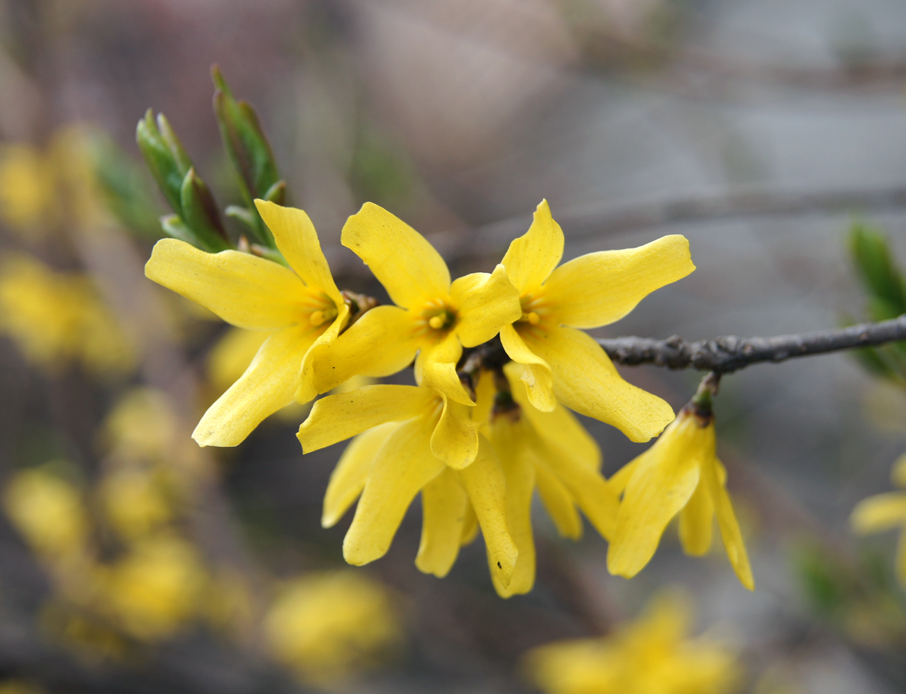 Image of Forsythia ovata specimen.