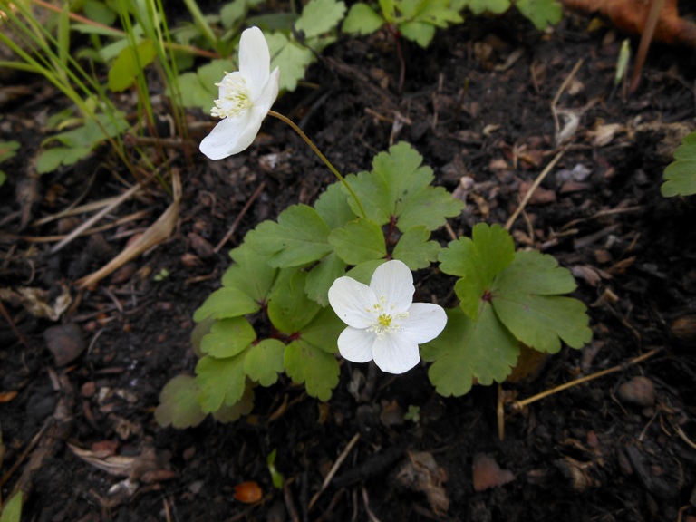 Изображение особи Anemone extremiorientalis.