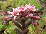 Sedum hispanicum