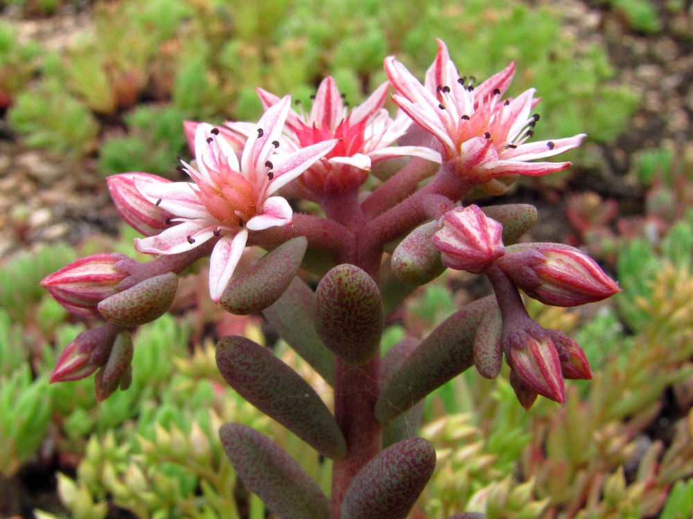 Изображение особи Sedum hispanicum.