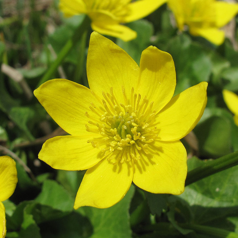 Image of Caltha polypetala specimen.