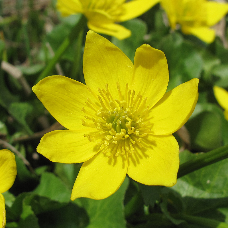 Изображение особи Caltha polypetala.