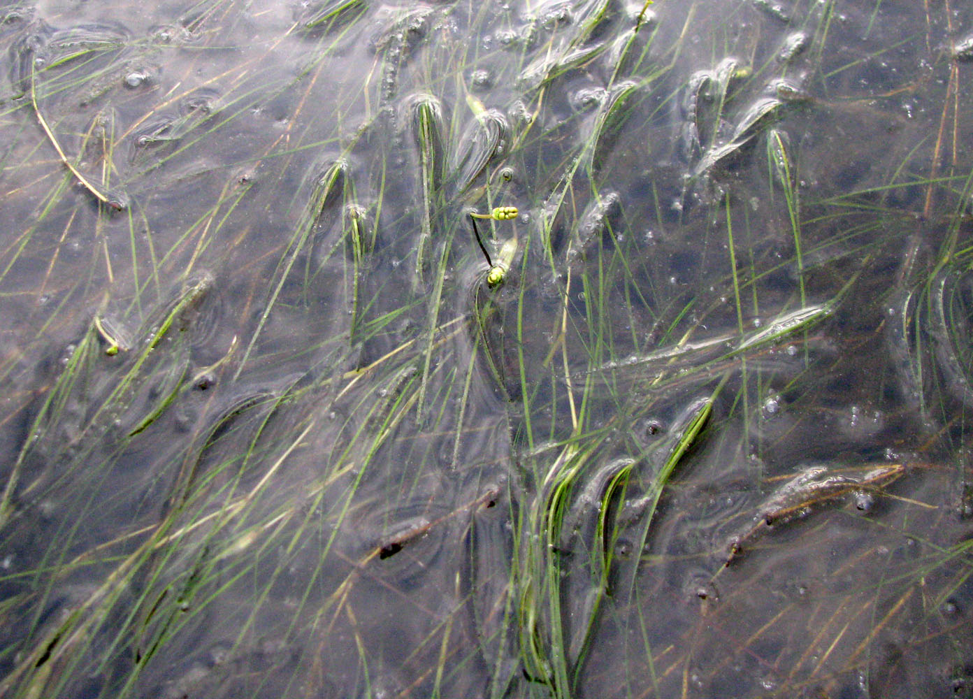 Image of Ruppia spiralis specimen.