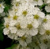 Spiraea chamaedryfolia