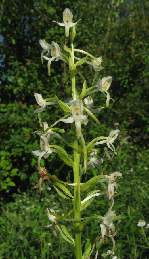 Изображение особи Platanthera bifolia.