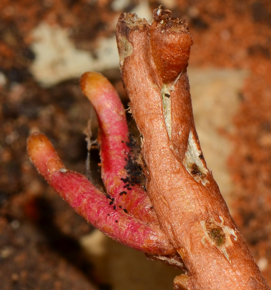 Image of Ficus benghalensis specimen.