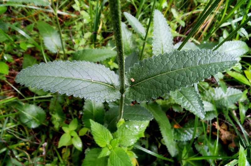 Изображение особи Betonica officinalis.