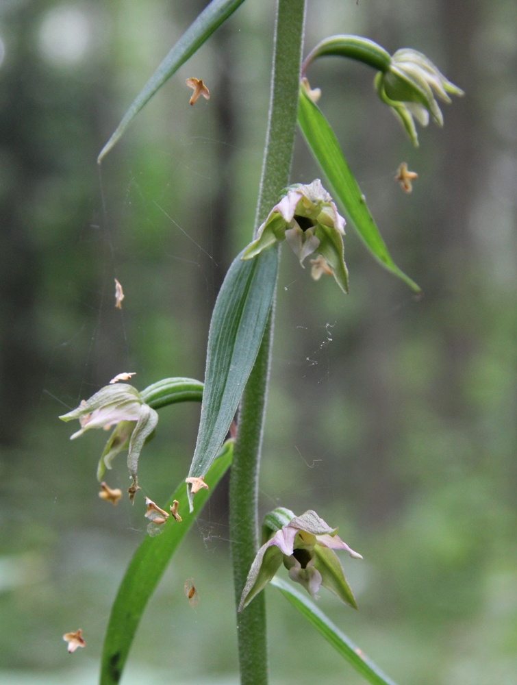 Image of Epipactis helleborine specimen.