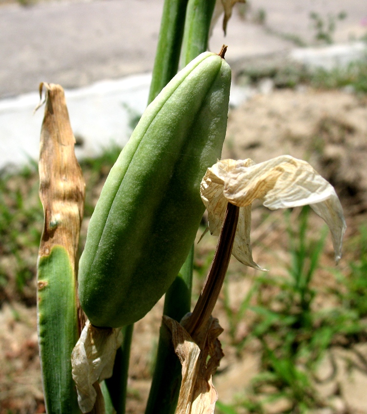 Image of genus Iris specimen.