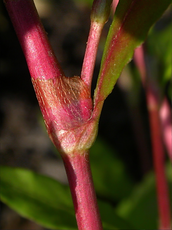 Image of Persicaria minor specimen.