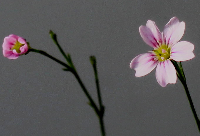 Image of Petrorhagia saxifraga specimen.