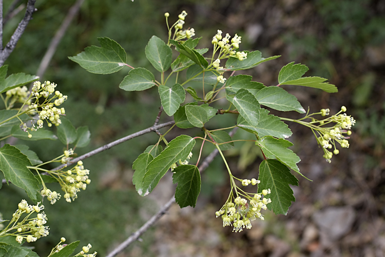 Image of Acer semenovii specimen.