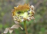 Leucanthemum vulgare