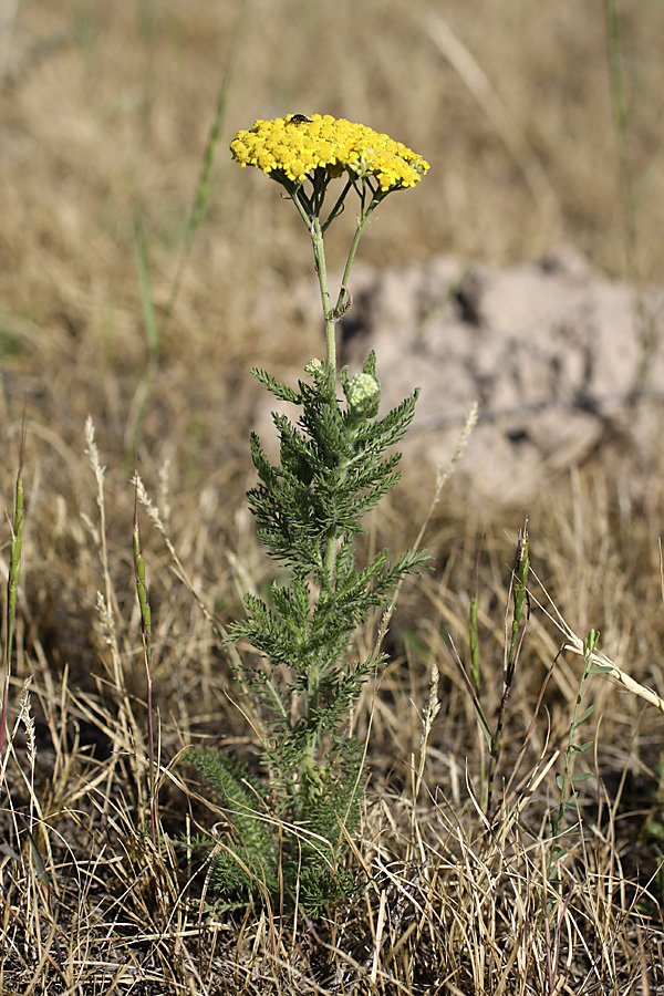 Изображение особи Achillea arabica.
