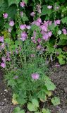 Sidalcea malviflora