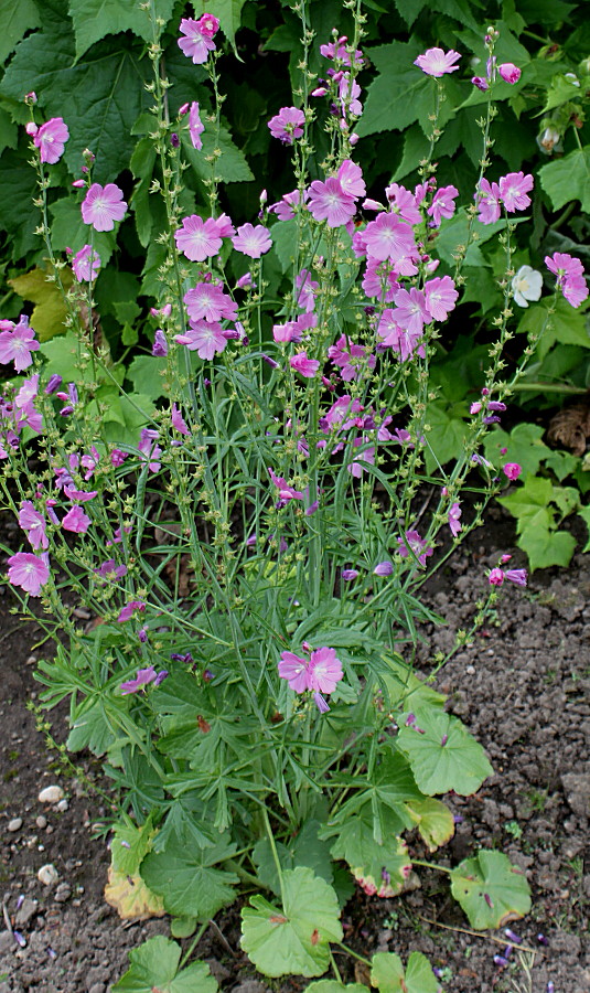 Image of Sidalcea malviflora specimen.