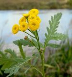 Tanacetum vulgare