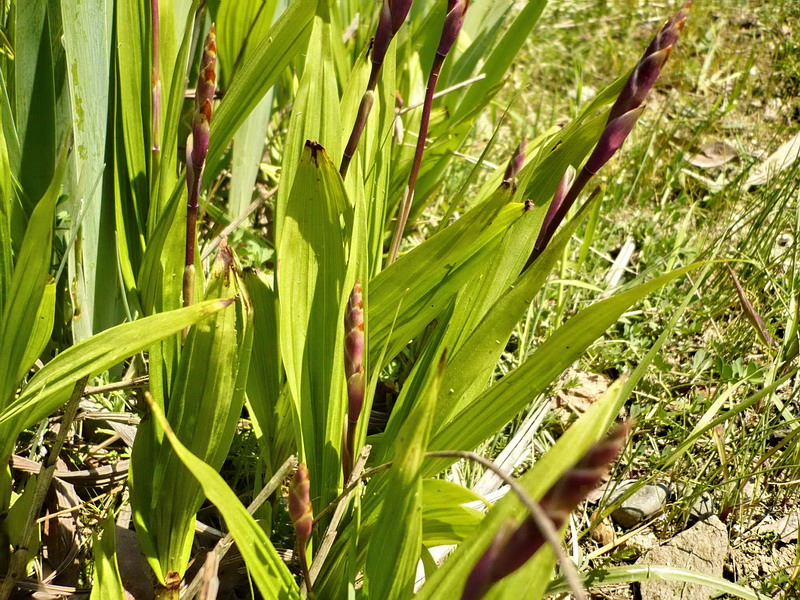 Image of Bletilla striata specimen.