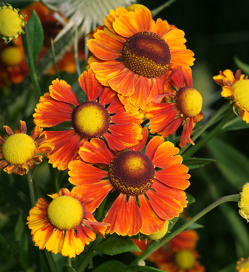 Image of Helenium autumnale specimen.