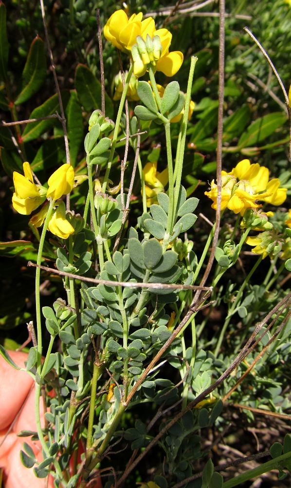 Image of Coronilla minima ssp. lotoides specimen.