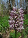 Orchis simia