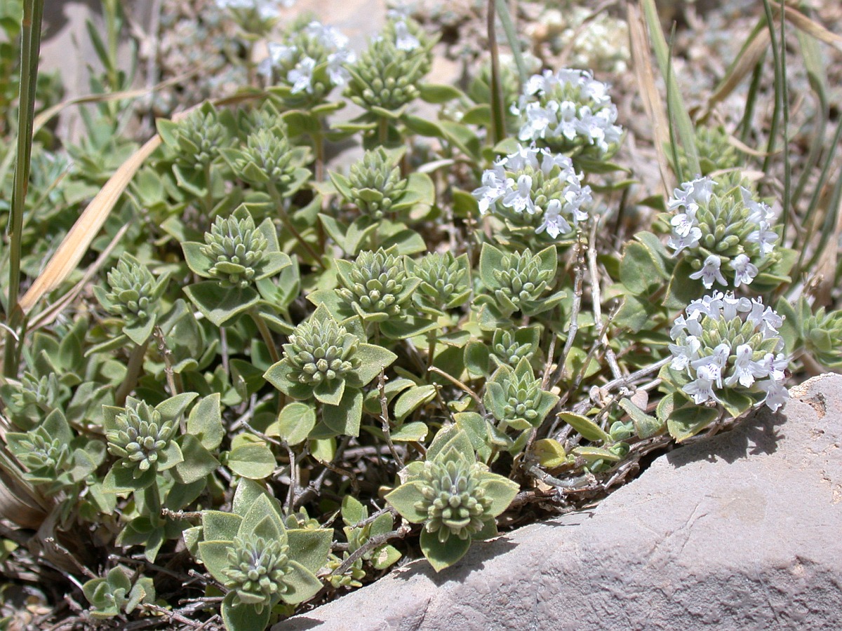 Изображение особи Ziziphora clinopodioides.