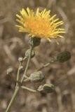 Sonchus arvensis