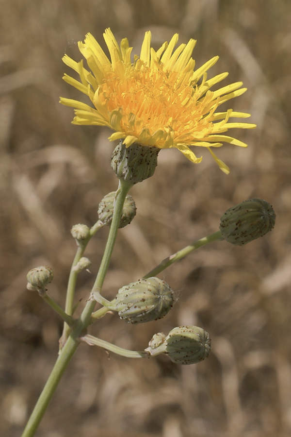 Изображение особи Sonchus arvensis.