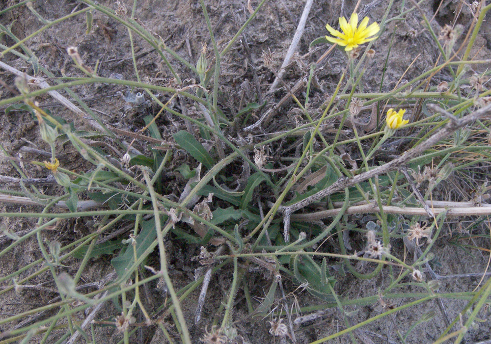 Image of Picris strigosa specimen.