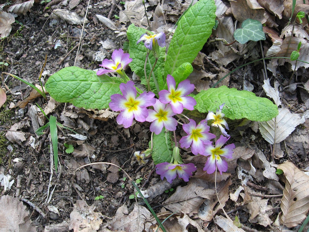 Image of Primula vulgaris specimen.