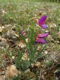 Lathyrus digitatus. Цветущее растение. Крым, Байдарская долина. 9 мая 2009 г.