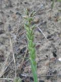 Image of taxon representative. Author is Сергей Одинец
