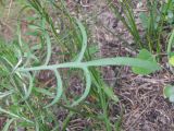 Centaurea borysthenica