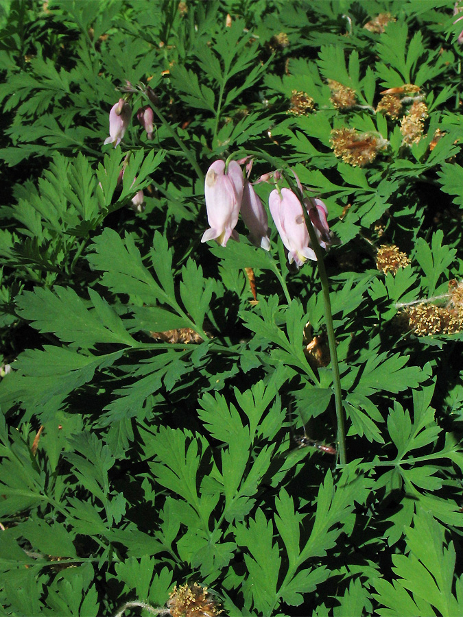 Изображение особи Dicentra formosa.