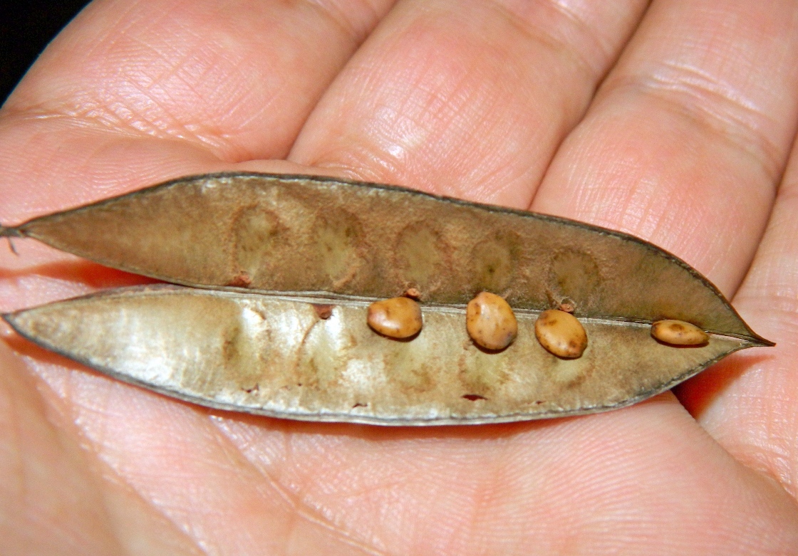 Image of genus Cercis specimen.