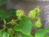 Parthenocissus tricuspidata. Соцветия и листья. Украина, г. Запорожье, в культуре. 09.06.2010.