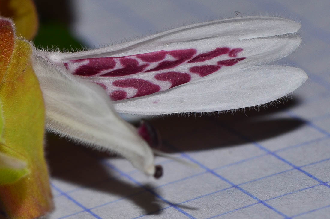 Image of Justicia fulvicoma specimen.