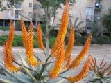 genus Aloe