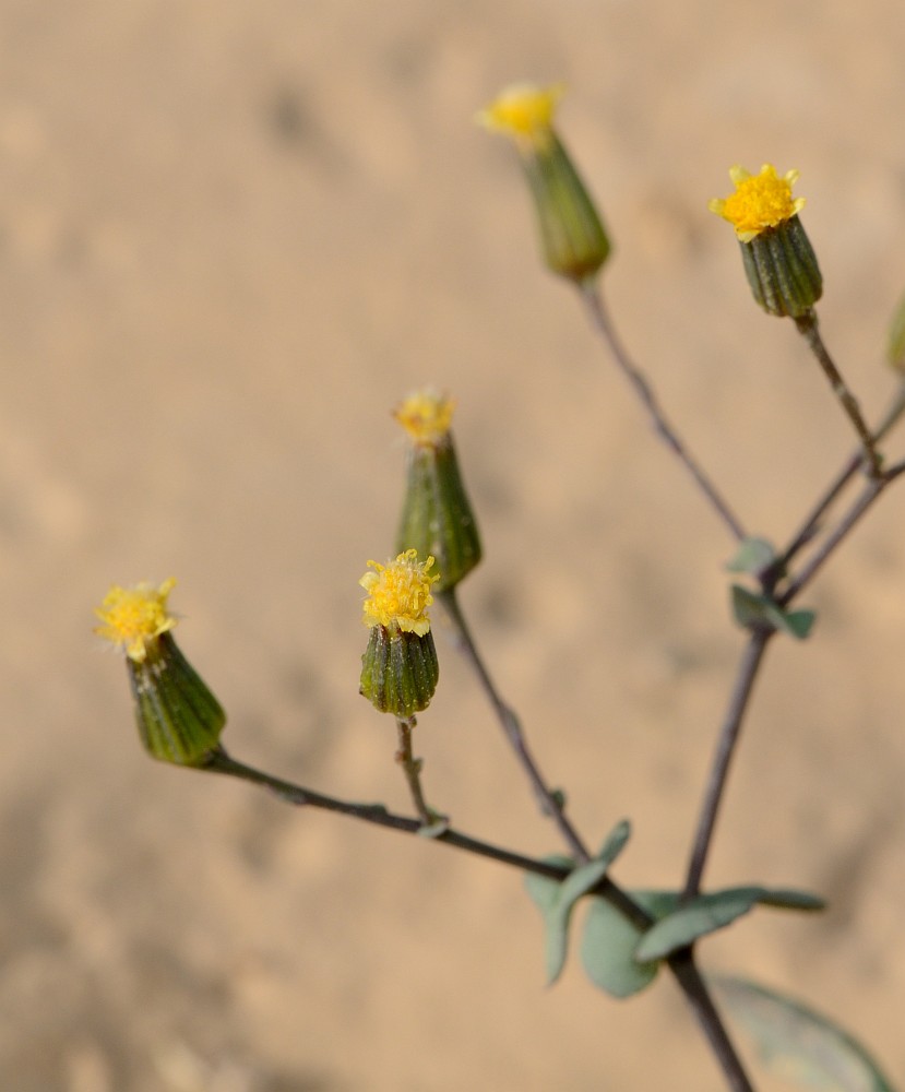 Image of Senecio flavus specimen.