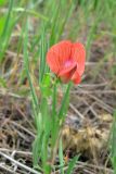 Lathyrus cicera. Верхушка цветущего растения. Крым, Карадагский заповедник, степной склон. 21 апреля 2013 г.