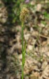 Carex michelii