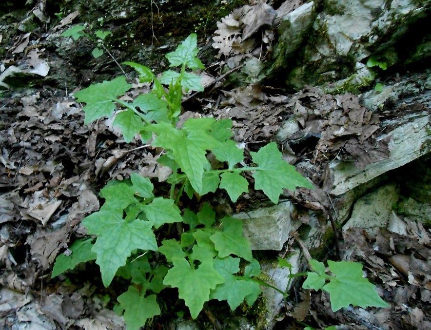 Image of Mycelis muralis specimen.