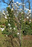 Magnolia stellata