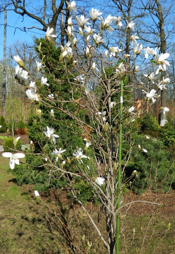 Изображение особи Magnolia stellata.