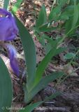 Iris hungarica. Молодой побег, отрастающий от корневища. Украина, Киевская обл., Вышгородский р-н, севернее с. Лебедевка, левый берег дренажного канала, сосновый лес. 19 мая 2013 г.