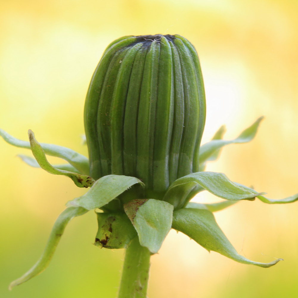 Изображение особи род Taraxacum.