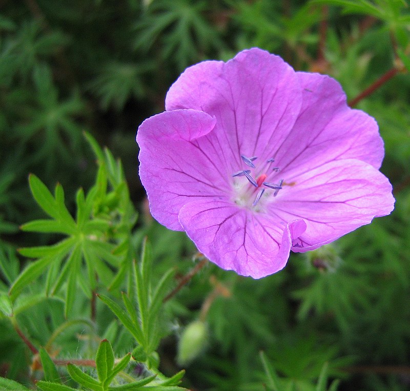 Image of Geranium sanguineum specimen.