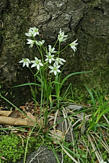 Image of Lloydia triflora specimen.