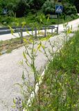 Melilotus officinalis