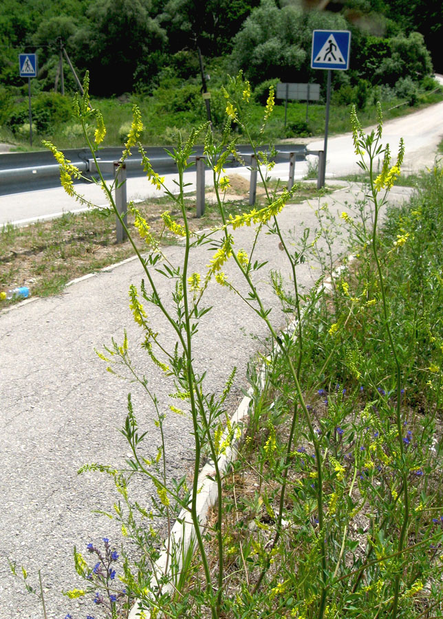 Изображение особи Melilotus officinalis.